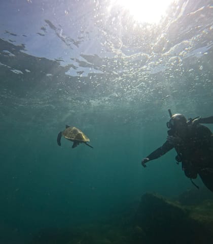 Tartaruga marinha nadando em águas claras, com um mergulhador acompanhando ao fundo