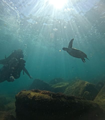 Tartaruga marinha nadando com raios de sol atravessando a água e um mergulhador ao lado