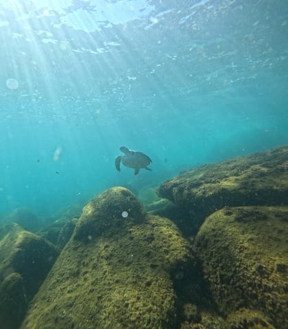 Tartaruga marinha nadando ao longe sobre rochas submersas, com raios de sol na água