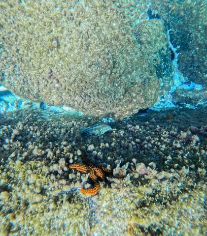Detalhe do fundo do mar com rocha coberta de vida marinha e pequenos peixes