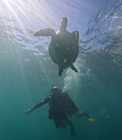 Tartaruga marinha acima de um mergulhador acompanhante, vista de baixo para a superfície