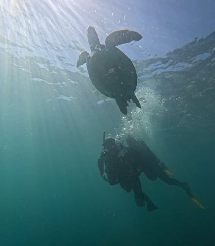Silhueta de tartaruga marinha nadando acima de um mergulhador, com bolhas de ar