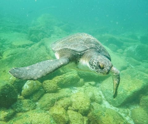 Tartaruga marinha nadando sobre o fundo rochoso em águas claras e esverdeadas