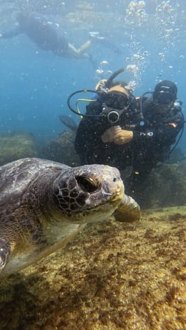 Sea turtle seen up close by divers at Ilha do Xavier