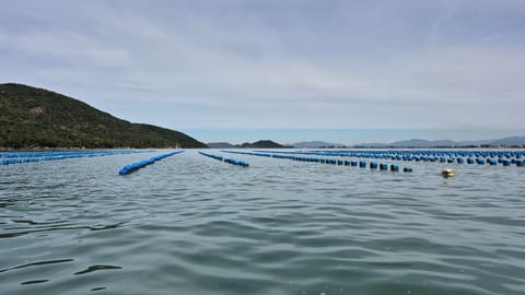 Viveiros de produção de ostras no Ribeirão da Ilha, Florianópolis